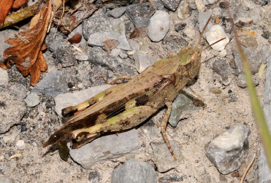 Acrididae e Phaneropteridae